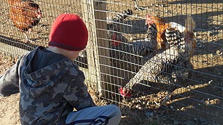 [photo, Boy with chickens, Kinder Farm Park, Millersville (Anne Arundel County), Maryland]