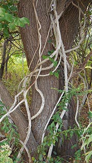  [photo, Vines encompassing tree trunk, Millersville, Maryland]