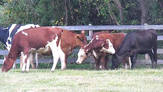 [photo, Cattle, Kinder Farm Park, Millersville, Maryland]