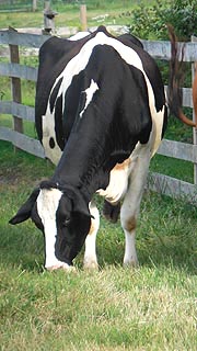 [photo, Milk Cow, Kinder Farm Park, Millersville, Maryland]