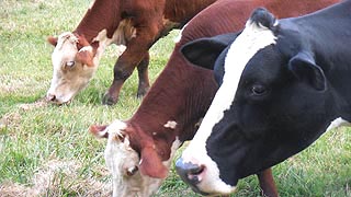 [photo, Cows, Kinder Farm Park, Millersville, Maryland]