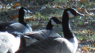 [photo, Canada geese, Fort Smallwood Park, Pasadena, Maryland]