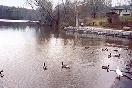 [photo, Lake Waterford Park, Pasadena (Anne Arundel County), Maryland]