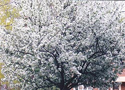 [photo, Crabapple tree in bloom, Baltimore, Maryland]