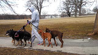 [photo, Walker with seven dogs, Patterson Park, Baltimore, Maryland]