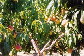 [photo, Peach trees, Catoctin (Frederick County), Maryland]