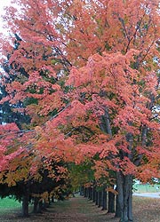 [photo, Trees, Garrett County, Maryland]