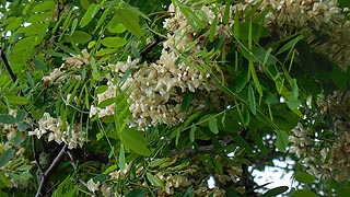 [photo, Black Locust (Robinia pseudoacacia) blossoms, Sarah's Lane, Ellicott City (Howard County), Maryland]
