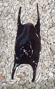 [photo, Skate  (Rajidae) egg case (or mermaid's purse), Assateague Island Visitor Center, 11800 Marsh View Lane, Berlin, Maryland]