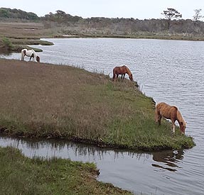 [photo, Feral horses [Assateague horses], Assateague Island National Seashore, Berlin, Maryland]