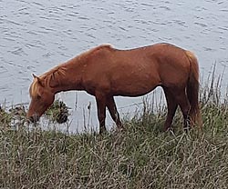 [photo, Feral horses [Assateague horses], Assateague Island National Park Seashore, Berlin, Maryland]