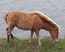 [photo, Feral horse [Assateague horse], Assateague Island National Park Seashore (Worcester County), Maryland]