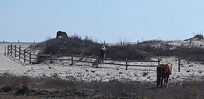 [photo, Feral horses, Assateague Island National Seashore, 7206 National Seashore Lane, Berlin (Worcester County), Maryland]
