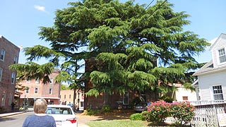 [photo, Cedar of Lebanon (Cedrus libani), Berlin, Maryland]
