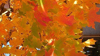 [photo, Autumn leaves, Boonsboro, Maryland]