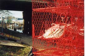[photo, Red crab pots (traps), Chesapeake Beach, Maryland]