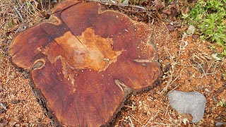 [photo, Tree stump cross-section, Willow St., Pocomoke City (Worcester County), Maryland]