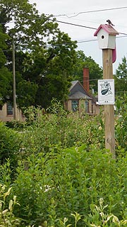  [photo, Corner Sanctuary: Pocomoke Community Garden, Willow St., Pocomoke City, Maryland]