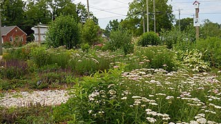  [photo, Corner Sanctuary: Pocomoke Community Garden, Willow St., Pocomoke City, Maryland]
