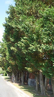 [photo, Eastern Red Cedars (Juniperus virginiana), Snow Hill, Maryland]