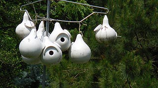 [photo, Gourd birdhouses, Vienna, Maryland]