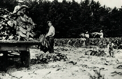man working in tobacco field