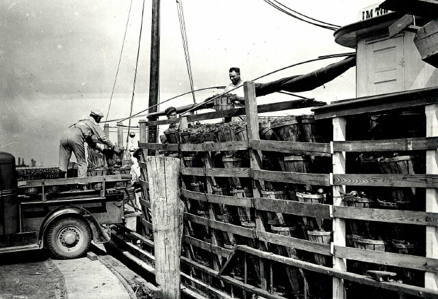 three men loading a boat with tomatoes