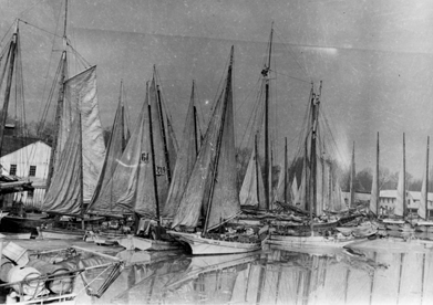 oyster ships docked 1890