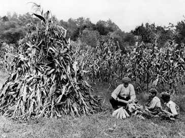 lesson in raising corn in a field