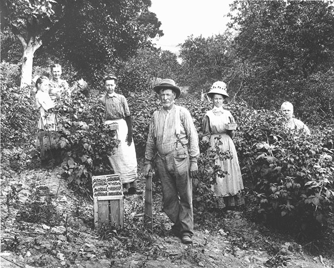 Family picking berries near Boonsboro, 1905 circa