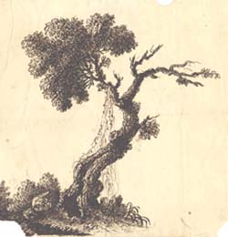 Study of a Tree