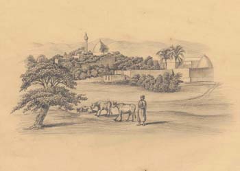 Palestine, Man with two cows outside a city 