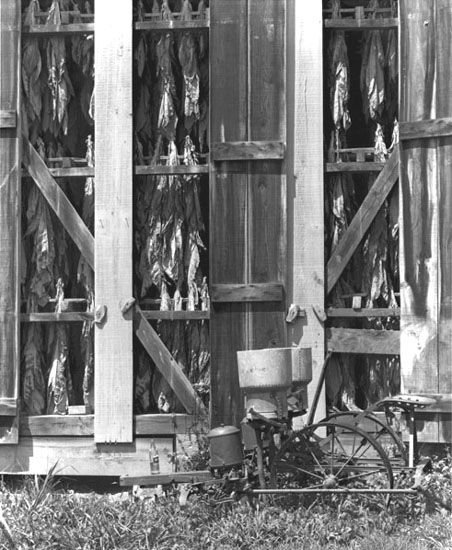 Tobacco barn in Calvert County, 1968