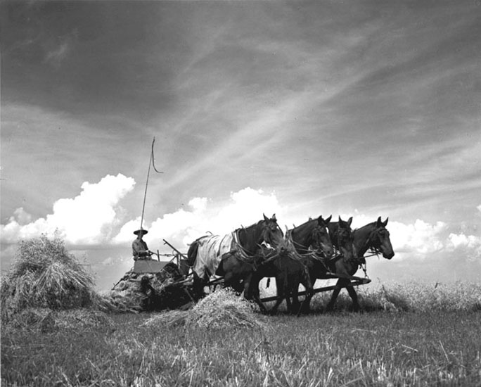 Making Hay, East St. Louis, 1942