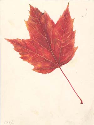 Study of a Maple Leaf 