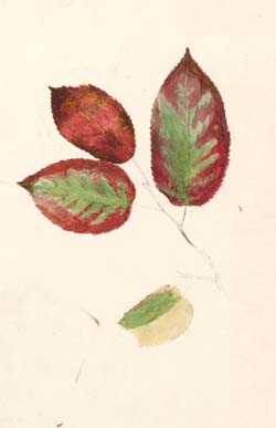 Study of Leaves 