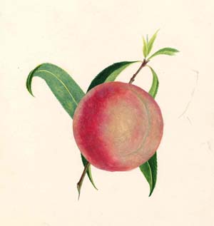 Study of a Peach 