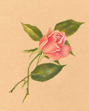 Study of a Rose 
