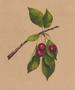 Cherries on a Branch 