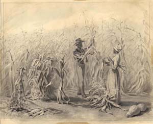 Negroes Harvesting Sweet Corn 