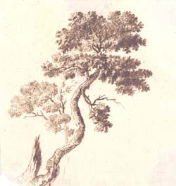 Study of a Tree 