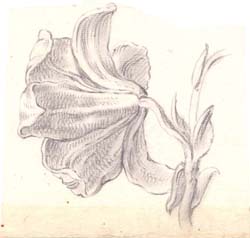 A Lily 