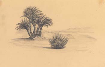 Peninsula of Sinai, First day from Suez, Landscape with scrup palm